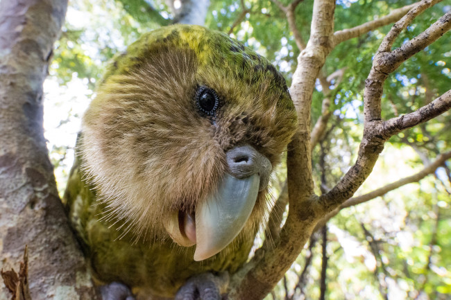 Genomics Aotearoa Has Received A Funding Extension For 2025 2030